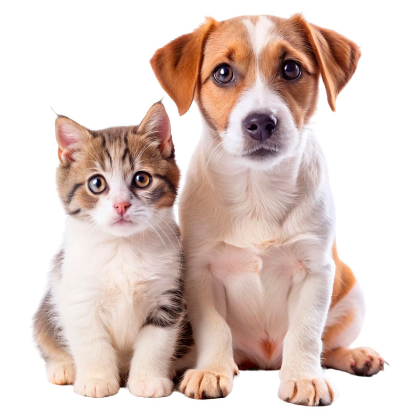 alimentacion para perros y gatos