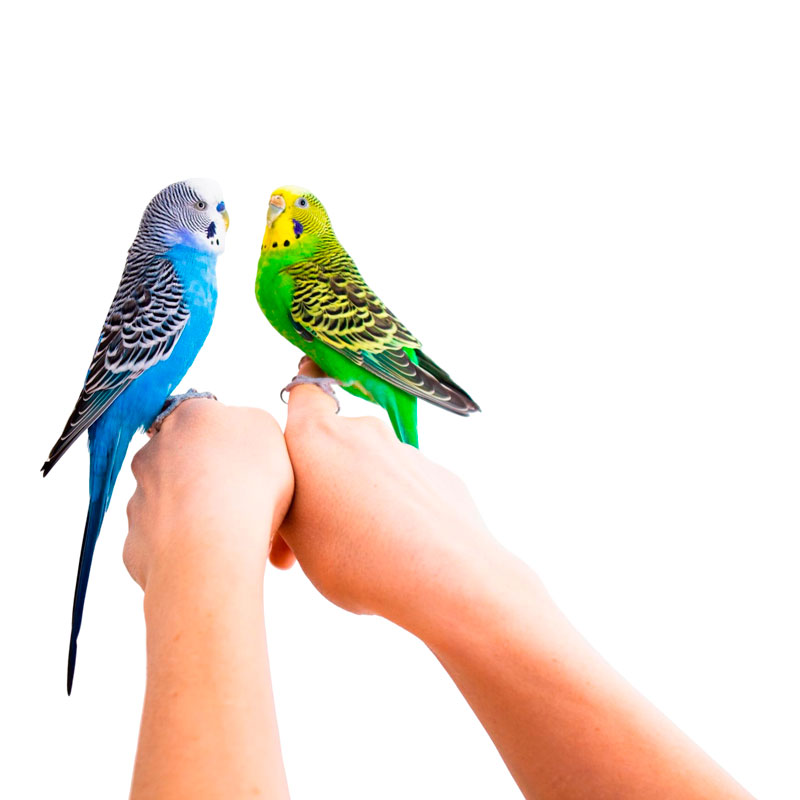 comida para aves ornamentales