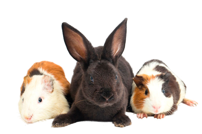 conejo hamster huron cobaya